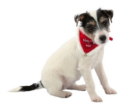 Collier Bandana de Noël
