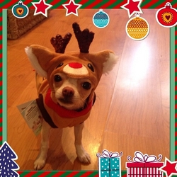 Costume Renne de Noël